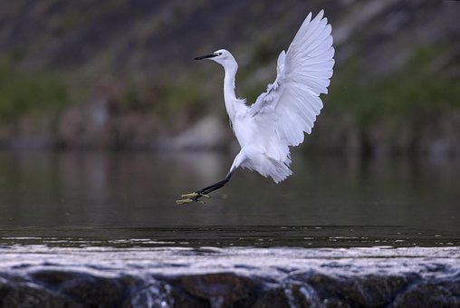 Free Little Egret Bird photo and picture