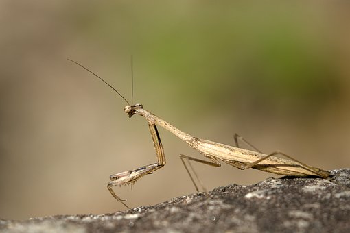 Free Mantis Insect photo and picture