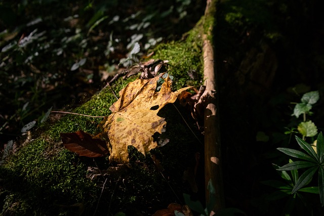 Moos, Blatt, Wald, Natur, Herbst, Baum