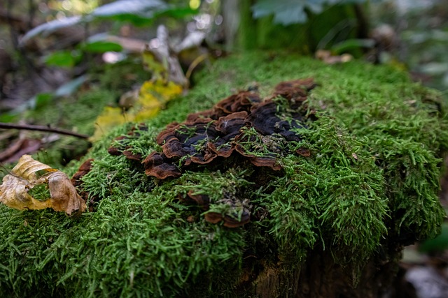 Pilze, Moos, Wald, Die Natur, Herbst