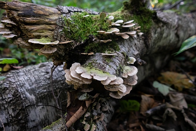 Pilze, Baum, Natur, Wald, Herbst