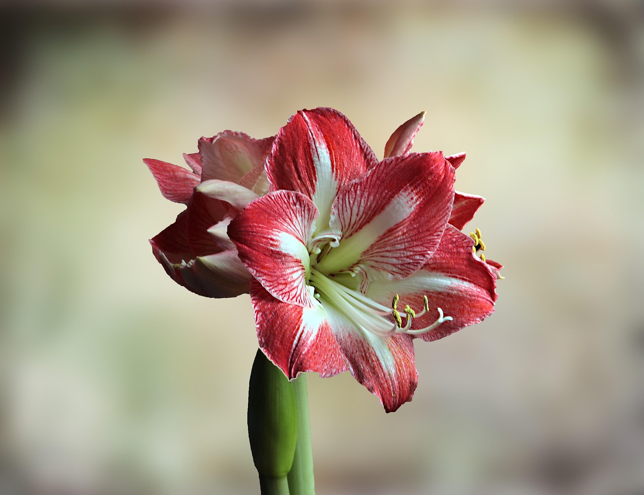 Amaryllis Fleur - Photo gratuite sur Pixabay - Pixabay