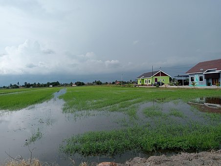 Padi, Feltet, Hus, Natur, Etter, Regn