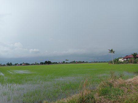 Padi, Feltet, Hus, Etter, Regn, Landsby