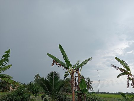 Padi, Feltet, Hus, Etter, Regn, Landsby