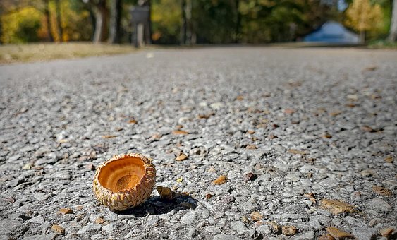 Free Acorn Cap illustration and picture