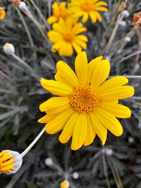 Free Flowers Flower photo and picture