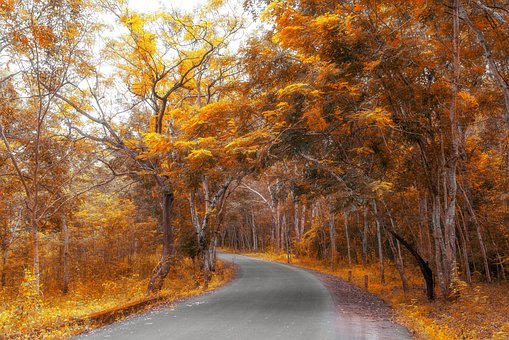 Free Autumn Yellow Leaves photo and picture