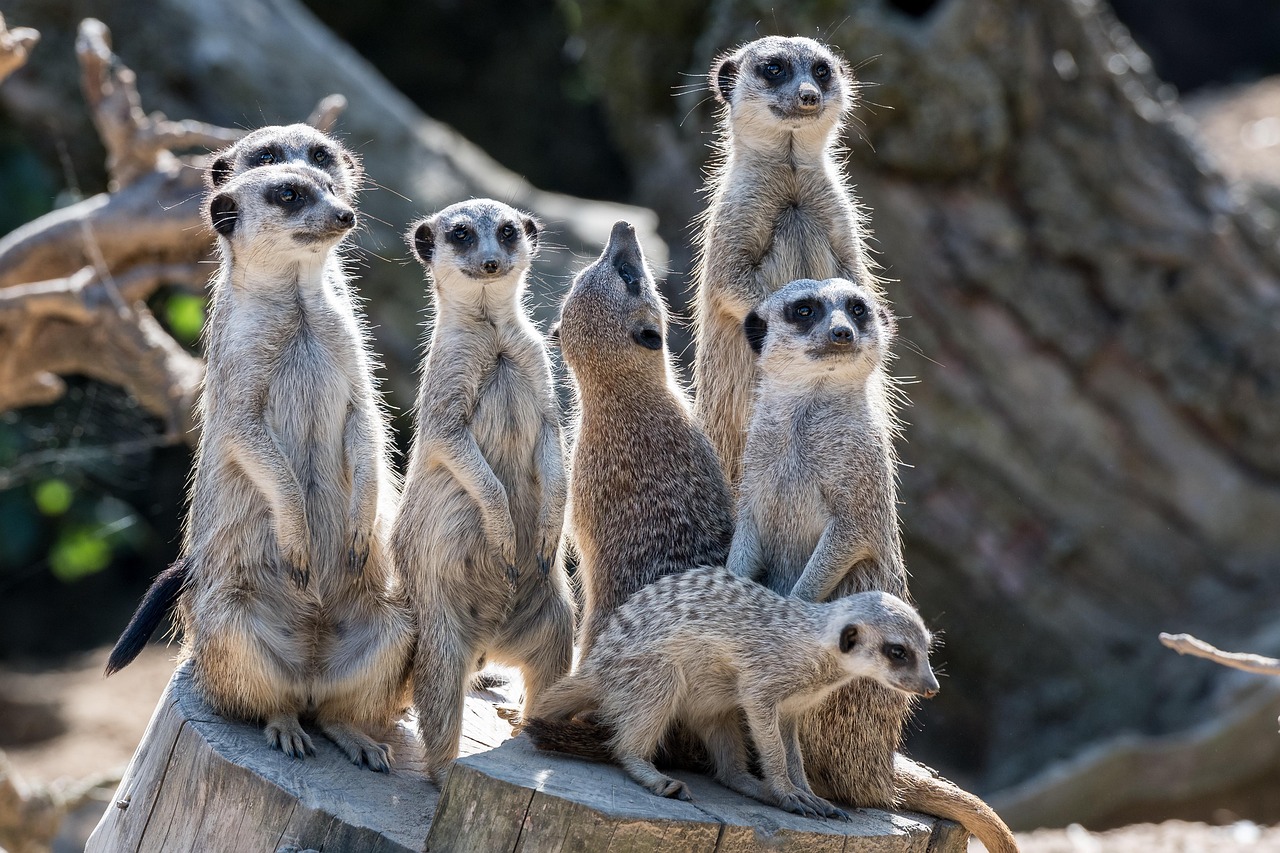 50 000 Free Animal Meerkat Meerkat Images Pixabay 50 000 Free Animal Meerkat Meerkat Images Pixabay
