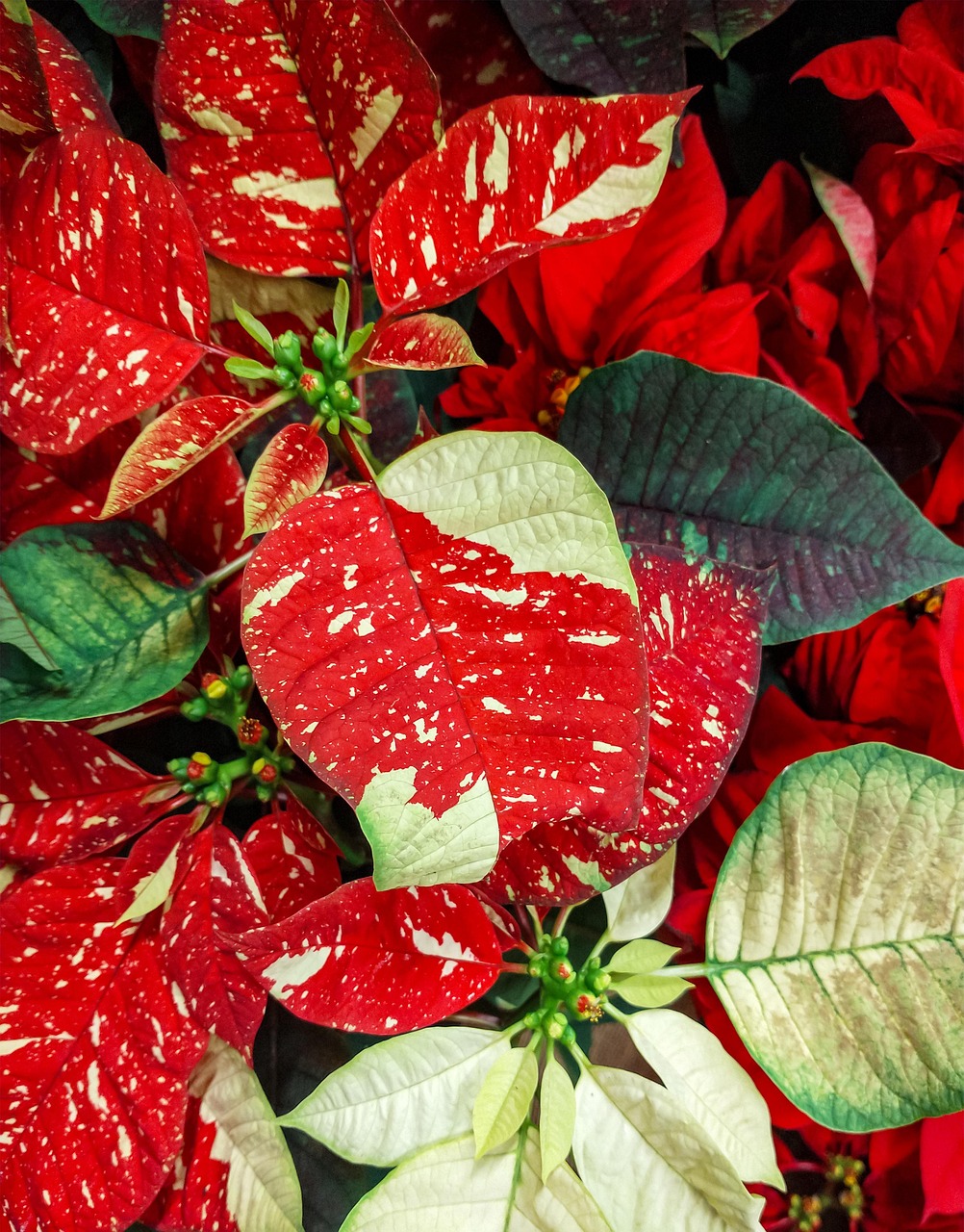 Poinsettia Christmas Star Plant - Free photo on Pixabay