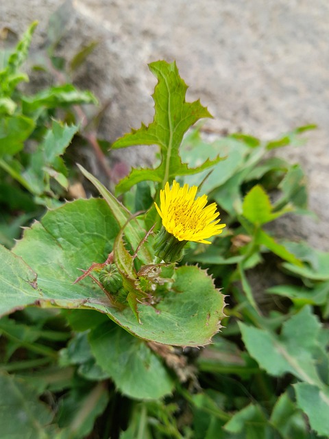 Free Spring Flower photo and picture