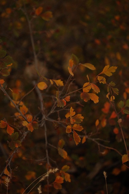 Herbst, Blätter, Folierung, Gelb, Orange
