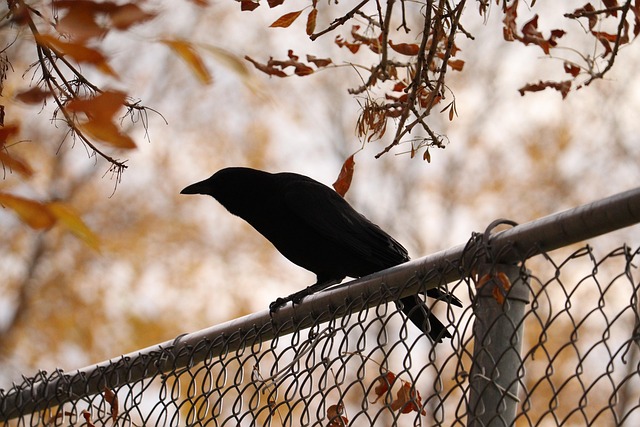 Krähe, Vogel, Zaun, Tier, Federn