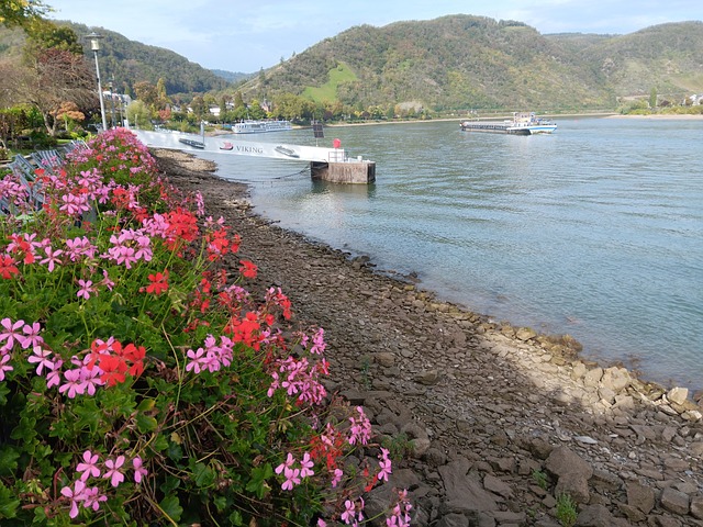 Free Rhine Flower photo and picture