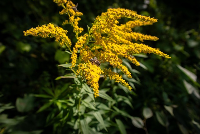 Blumen, Biene, Die Natur, Sommer