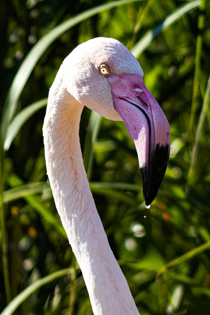 Flamingo, Natur, Vogel, Feder, Tier, Gut