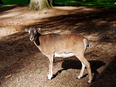 Ciervo, Animal, Mamífero