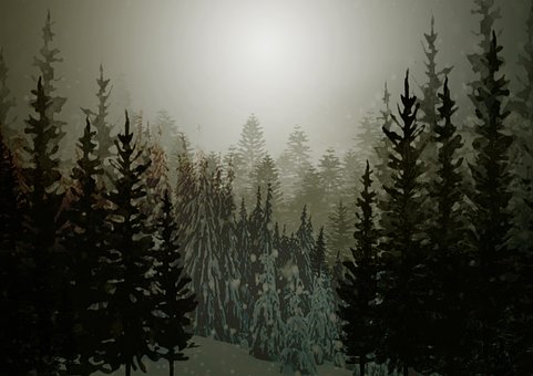 Natur, Fyrretræ, Skov, Lanscape, Vinter