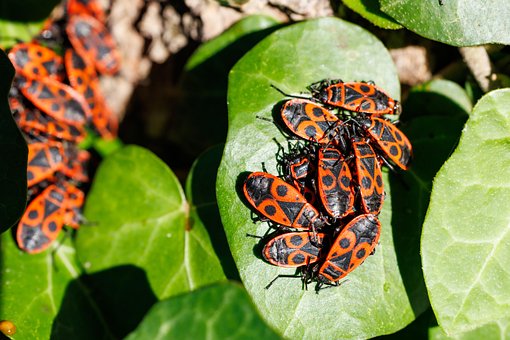 Free Fire Beetle Firebug photo and picture