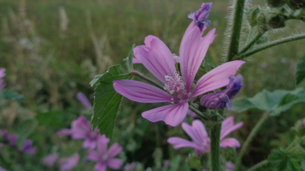 Free Flowers Summer photo and picture
