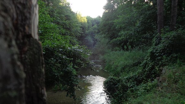 Free Forest River photo and picture