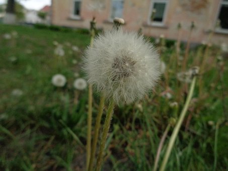 Free Spring Nature photo and picture