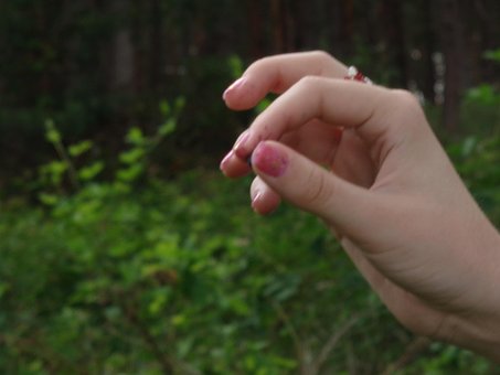 Free Bilberry Forest photo and picture