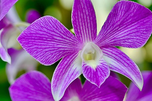 Orchidee, Blume, Pflanze, Natur, Garten