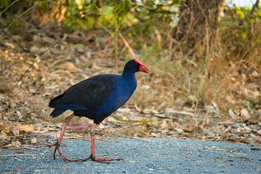 Free Australasian Swamphen Bird photo and picture