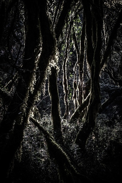 Free Jungle Dark Forest photo and picture