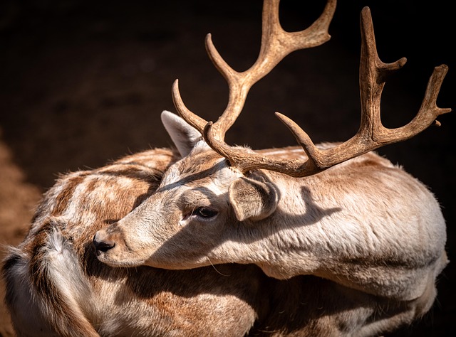 Free Male Deer photo and picture