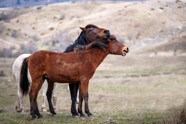 Free Horses Animals photo and picture