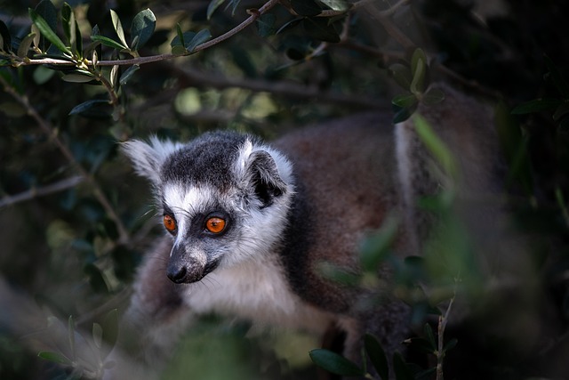 Free Lemurs Monkey photo and picture