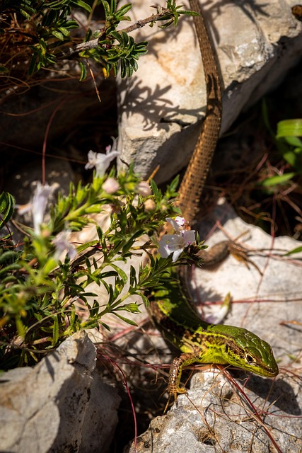 Free Lizard Reptile photo and picture