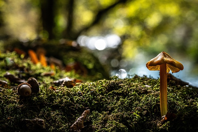 Free Mushroom Fungus photo and picture