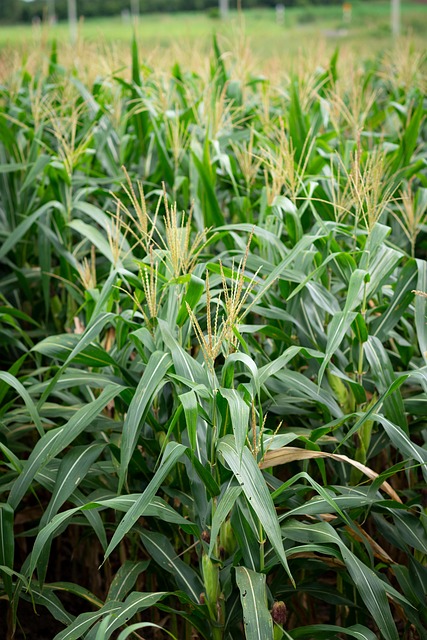 Free Corn Popcorn photo and picture