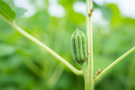 Free Sesame Sesame Seeds photo and picture