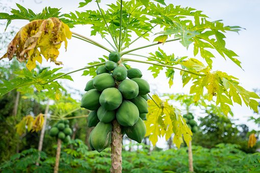 Free Papaya Fruit photo and picture