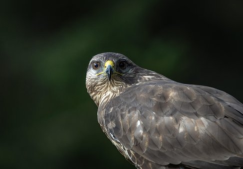 Bussard, Tier, Raubvogel, Tierwelt