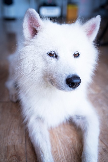 Free Dog Pet photo and picture