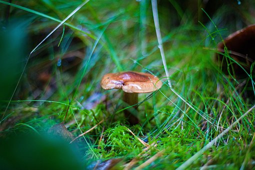 Pilz, Wald, Natur, Grün, Gras
