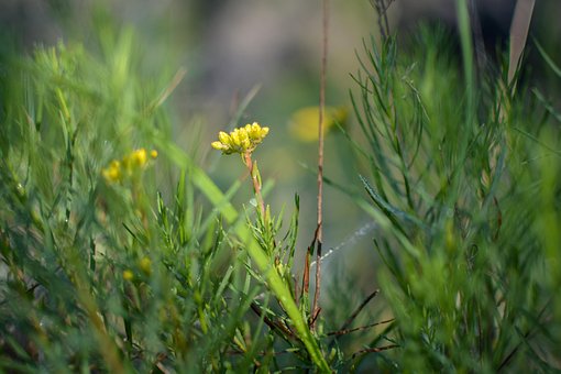 Blume, Natur, Gelb, Blüte, Bokeh, Grün