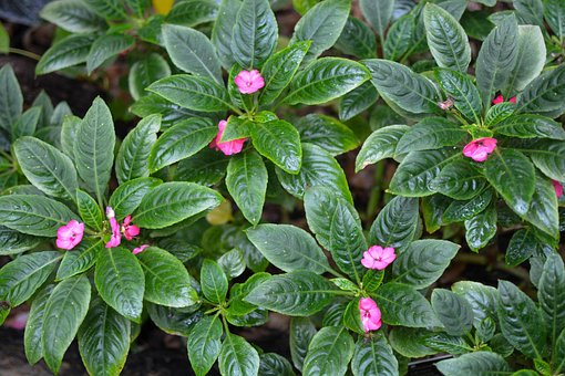 Blätter, Pflanze, Natur, Blüte, Rosa