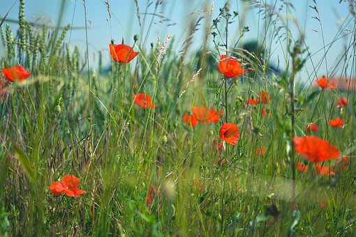 Blume, Mohn, Blüte, Blätter, Rot, Feld