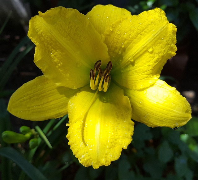 黄花菜 花 植物 - Pixabay上的免费照片 - Pixabay