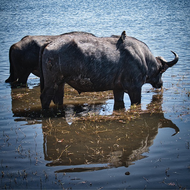 Free Chobe Botswana photo and picture