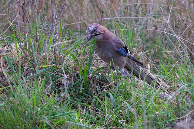 Free Food Bird Of Plumage photo and picture