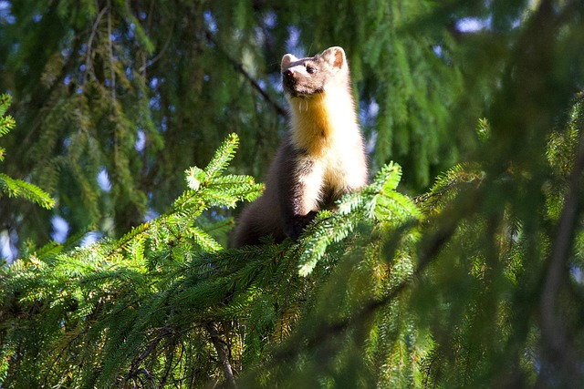 Free Marten Polecat photo and picture