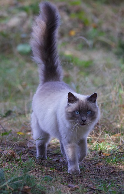 Free Cat Animal photo and picture