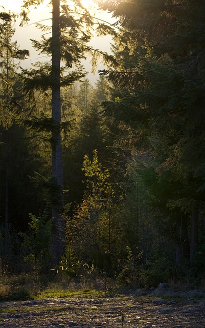 Free Forestal Trees photo and picture